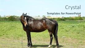  Presentation with grass dark - Amazing PPT theme having beautiful dark horse grazing over green grass background backdrop and a sky blue colored foreground