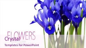  Presentation with dark flower - PPT theme with green lifesaver for kid isolated background and a cool aqua colored foreground