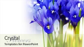  Presentation with dark flower - Amazing presentation having lemonade chips candy and burger backdrop and a gold colored foreground