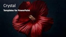  Presentation with hibiscus - Slide set enhanced with beautiful-dark-red-hibiscus-flowers and a wine colored foreground