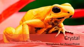  Presentation with tropical forest - Presentation design consisting of beautiful dartfrog and amphibian background and a red colored foreground