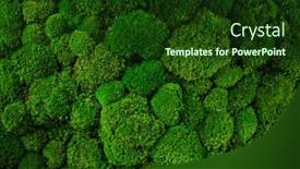  Presentation with moss - Colorful slide set enhanced with beautiful-decorative-bun-moss-texture backdrop and a tawny brown colored foreground