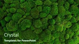  Presentation with moss - Slide deck having beautiful-decorative-bun-moss-texture background and a tawny brown colored foreground