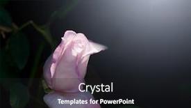  Presentation with purple rose - Amazing presentation theme having beautiful delicate purple rose backdrop and a dark gray colored foreground