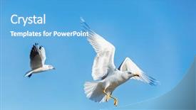  Presentation with seagull - PPT theme having beautiful depiction - photo depicting of a seagull background and a teal colored foreground