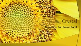  Presentation with sunflower - 