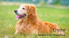  Presentation with golden - Colorful PPT layouts enhanced with beautiful dog breed golden retriever backdrop and a yellow colored foreground