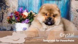  Presentation with dog park - Slide set with beautiful dog chow-chow in the park purebred red dog chow chow background and a coral colored foreground