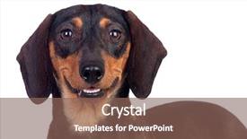  Presentation with dog - Presentation theme enhanced with beautiful dog teckel smiling isolated background and a violet colored foreground