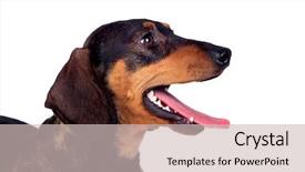  Presentation with dog - Presentation theme with beautiful dog teckel yawning isolated background and a soft green colored foreground