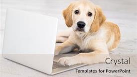  Presentation with floor - Audience pleasing slides consisting of beautiful-dog-with-laptop-lying backdrop and a soft green colored foreground
