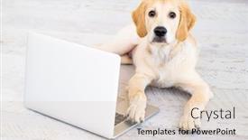 Presentation with floor - Presentation design consisting of beautiful-dog-with-laptop-lying background and a lemonade colored foreground