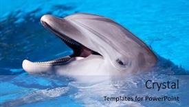  Presentation with dolphin - Cool new slides with beautiful dolphin swimming in the blue water backdrop and a teal colored foreground
