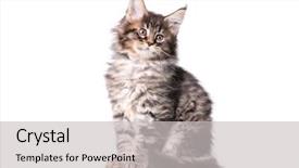  Presentation with maine - Audience pleasing presentation design consisting of beautiful domestic black tabby kitty backdrop and a light gray colored foreground