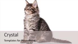  Presentation with black and white old phone - Beautiful presentation design featuring beautiful domestic black tabby kitty backdrop and a light gray colored foreground