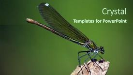  Presentation with dragonfly - Beautiful PPT theme featuring beautiful-dragonfly-macro-wild-life backdrop and a tawny brown colored foreground