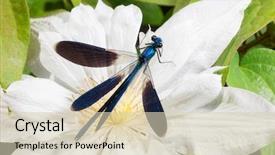  Presentation with dragonfly - Presentation theme with beautiful dragonfly on a flower background and a soft green colored foreground