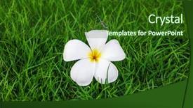  Presentation with dragonfly - Cool new PPT layouts with beautiful dragonfly on a magnolia backdrop and a forest green colored foreground