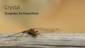  Presentation with beautiful nature - Presentation theme having beautiful-dragonfly-on-tree background and a coral colored foreground