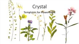  Presentation with beautiful spring flowers - Presentation having beautiful dried flowers isolated background and a white colored foreground