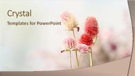  Presentation with bright - Cool new PPT theme with beautiful dried flowers on bright backdrop and a sky blue colored foreground