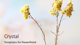  Presentation with pressed and dried flowers - PPT layouts consisting of beautiful dried flowers on bright background and a  colored foreground