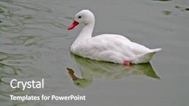  Presentation with animal nature - Presentation theme featuring h5n1 - beautiful duck in a lake background and a gray colored foreground
