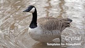  Presentation with duck - Presentation theme consisting of beautiful-duck-in-the-nature background and a gray colored foreground