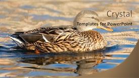  Presentation with duck - Slide set featuring beautiful-duck-swimming background and a coral colored foreground