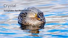  Presentation with duck - Colorful presentation design enhanced with beautiful-duck-swimming backdrop and a light blue colored foreground