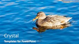  Presentation with duck - Presentation design enhanced with beautiful-duck-swimming background and a teal colored foreground