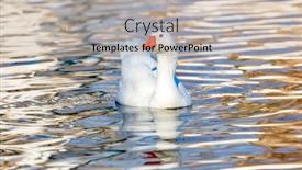  Presentation with duck - Amazing presentation theme having beautiful-duck-swimming backdrop and a mint green colored foreground