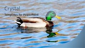  Presentation with duck - Beautiful presentation design featuring beautiful-duck-swimming backdrop and a light blue colored foreground
