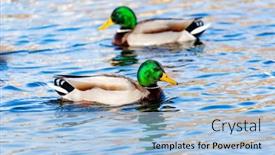  Presentation with beautiful mountains river lake sky nature - Presentation consisting of beautiful-ducks-swimming background and a light blue colored foreground