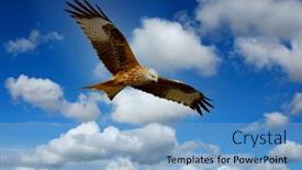  Presentation with eagle flying - Cool new theme with beautiful-eagle-flying-over backdrop and a light blue colored foreground
