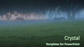  Presentation with horses - Presentation design consisting of beautiful early morning backlit mist with horses silhouetted along pasture tree fence line background and a tawny brown colored foreground
