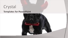  Presentation with devil - Colorful slide deck enhanced with beautiful-elegant-french-bulldog-puppy backdrop and a white colored foreground