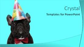  Presentation with elegant party - PPT theme with beautiful-elegant-french-bulldog-puppy background and a white colored foreground