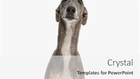  Presentation with english - Presentation theme featuring beautiful-english-hound-dog-being background and a white colored foreground