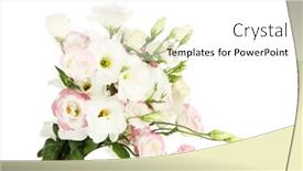  Presentation with white flowers - Presentation with beautiful eustoma flowers isolated on white background and a white colored foreground