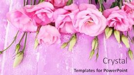  Presentation with flowers - Colorful presentation enhanced with beautiful-eustoma-flowers-on-wooden backdrop and a lavender colored foreground