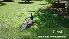  Presentation with peacock - Presentation with beautiful-exotic-peacock and a  colored foreground
