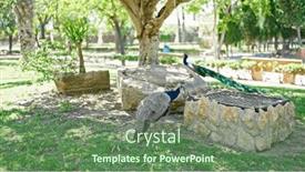  Presentation with peacock - PPT theme enhanced with beautiful-exotic-peacock and a ocean colored foreground