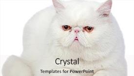  Presentation with exotic foods - Beautiful PPT layouts featuring chronometer isolated on black background backdrop and a dark gray colored foreground