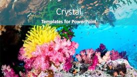  Presentation with clear water - Audience pleasing presentation consisting of beautiful-exotic-tropical-reef-covered backdrop and a teal colored foreground