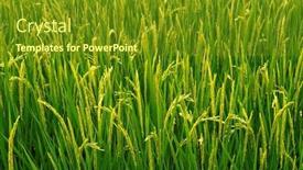  Presentation with grown - Presentation enhanced with rice which are grown background and a tawny brown colored foreground