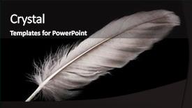  Presentation with feather - Audience pleasing PPT theme consisting of beautiful feather on black background backdrop and a black colored foreground