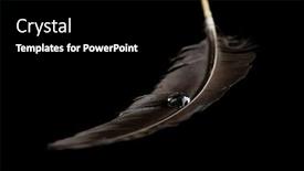  Presentation with drop - Beautiful presentation theme featuring beautiful feather with water drop on black background backdrop and a black colored foreground