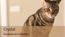  Presentation with domestic animal - Slide set having cat at home domestic animal background and a coral colored foreground