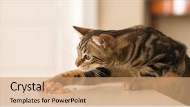  Presentation with domestic animal - Audience pleasing slides consisting of beautiful feline cat at home backdrop and a coral colored foreground